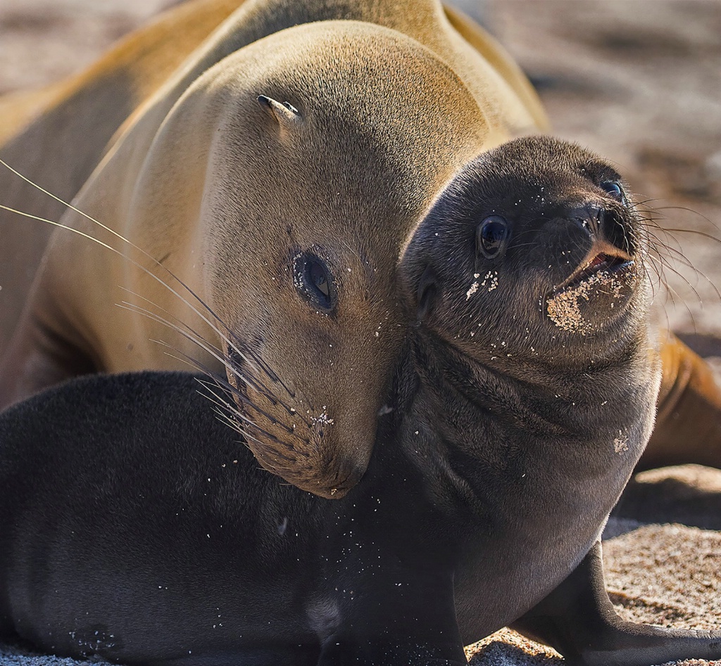 A Mother's Love