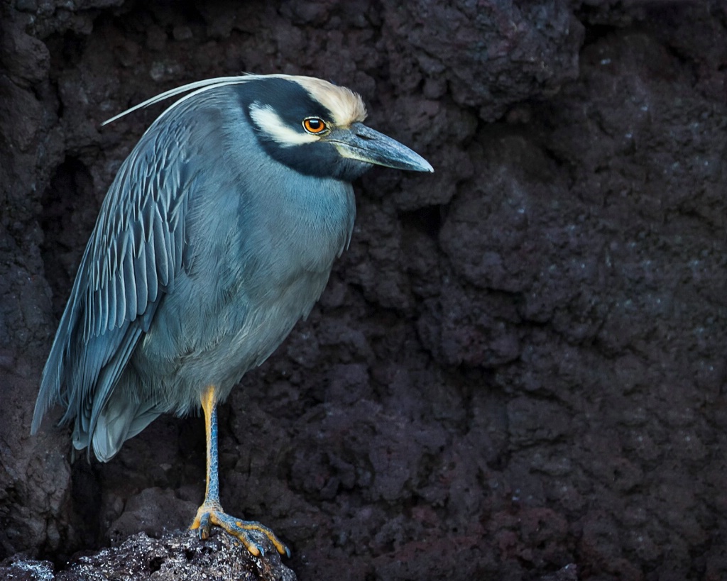 Yellow Crown Night Heron