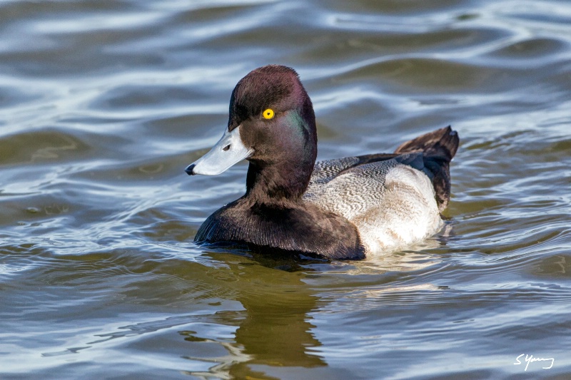 Scaup; Cambridge, MD - ID: 15297195 © Richard S. Young