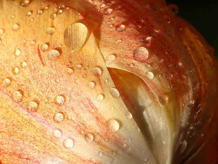 Orange tulip after a shower (detail)