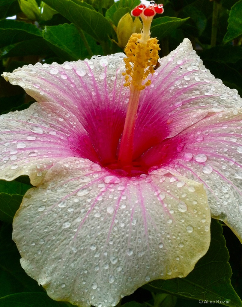 Pink Pearl - ID: 15297652 © Alice Kozar