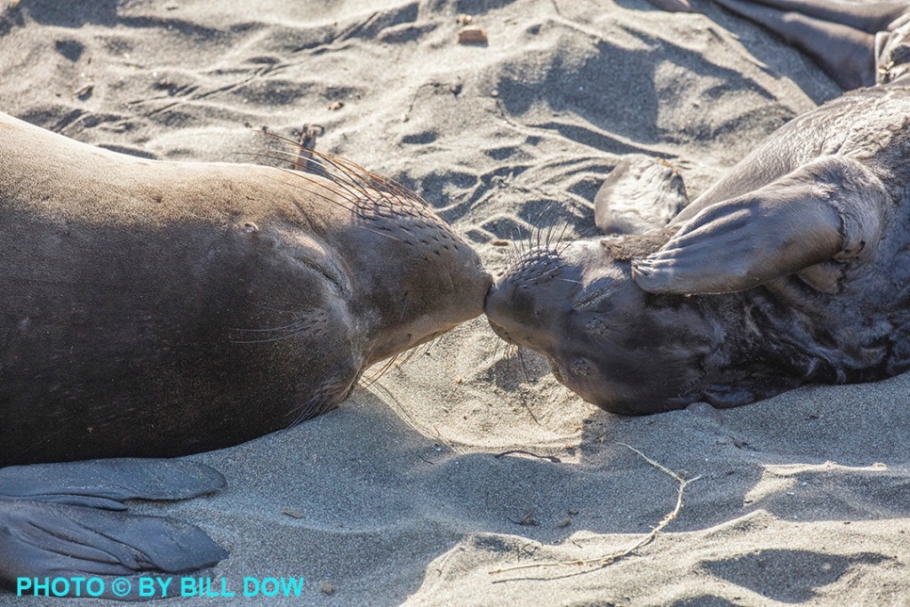  W5A5610 - ID: 15297875 © William Dow