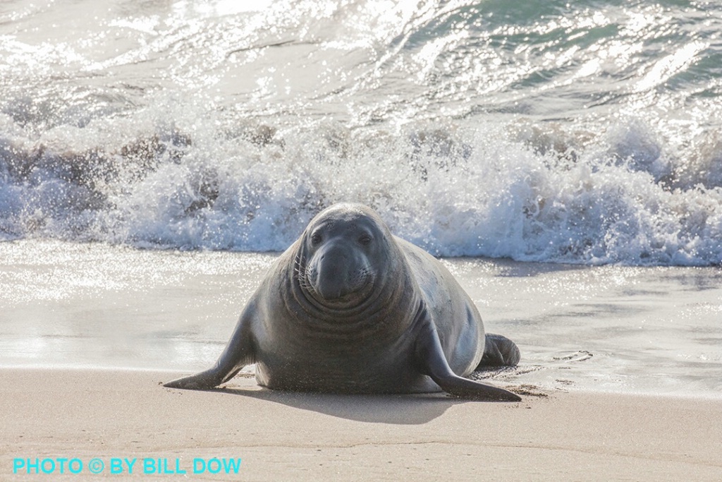  W5A5613 - ID: 15297876 © William Dow