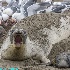 © William Dow PhotoID # 15297890: W5A5827