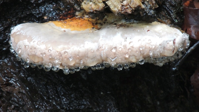 It Does Rain In Oregon - ID: 15297910 © Denny E. Barnes