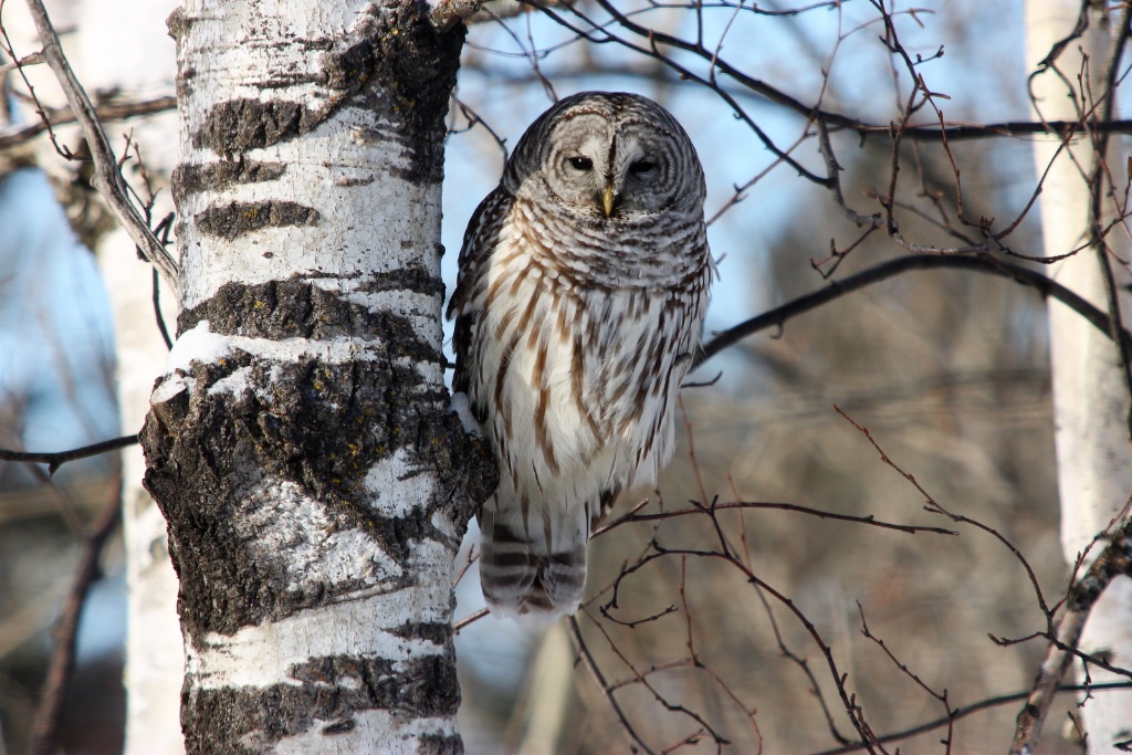 Barred Owl