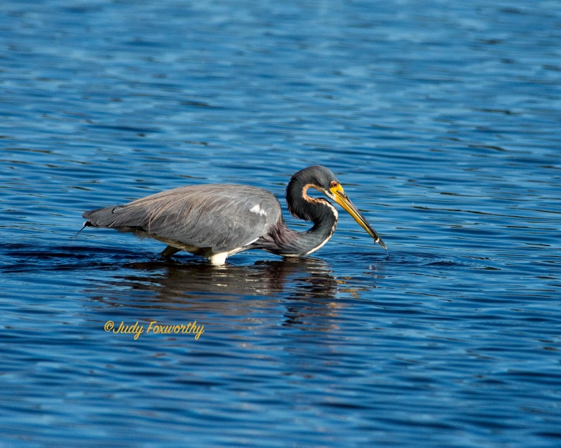 Tri-colored Heron With A Tiny Catch