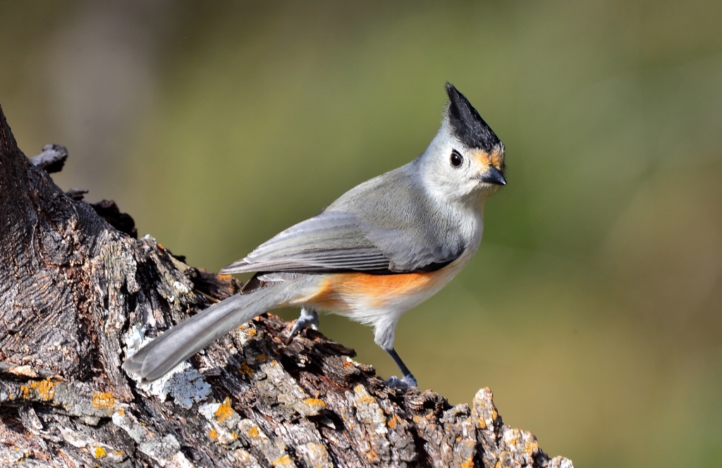 Black-Crested Titmouse