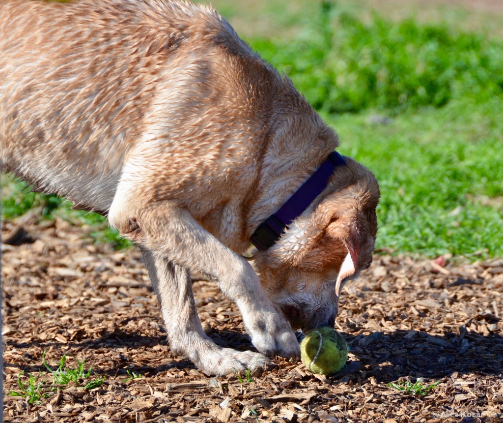 Its My Muddy Ball