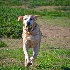 © Alice Kozar PhotoID # 15298024: Here I come