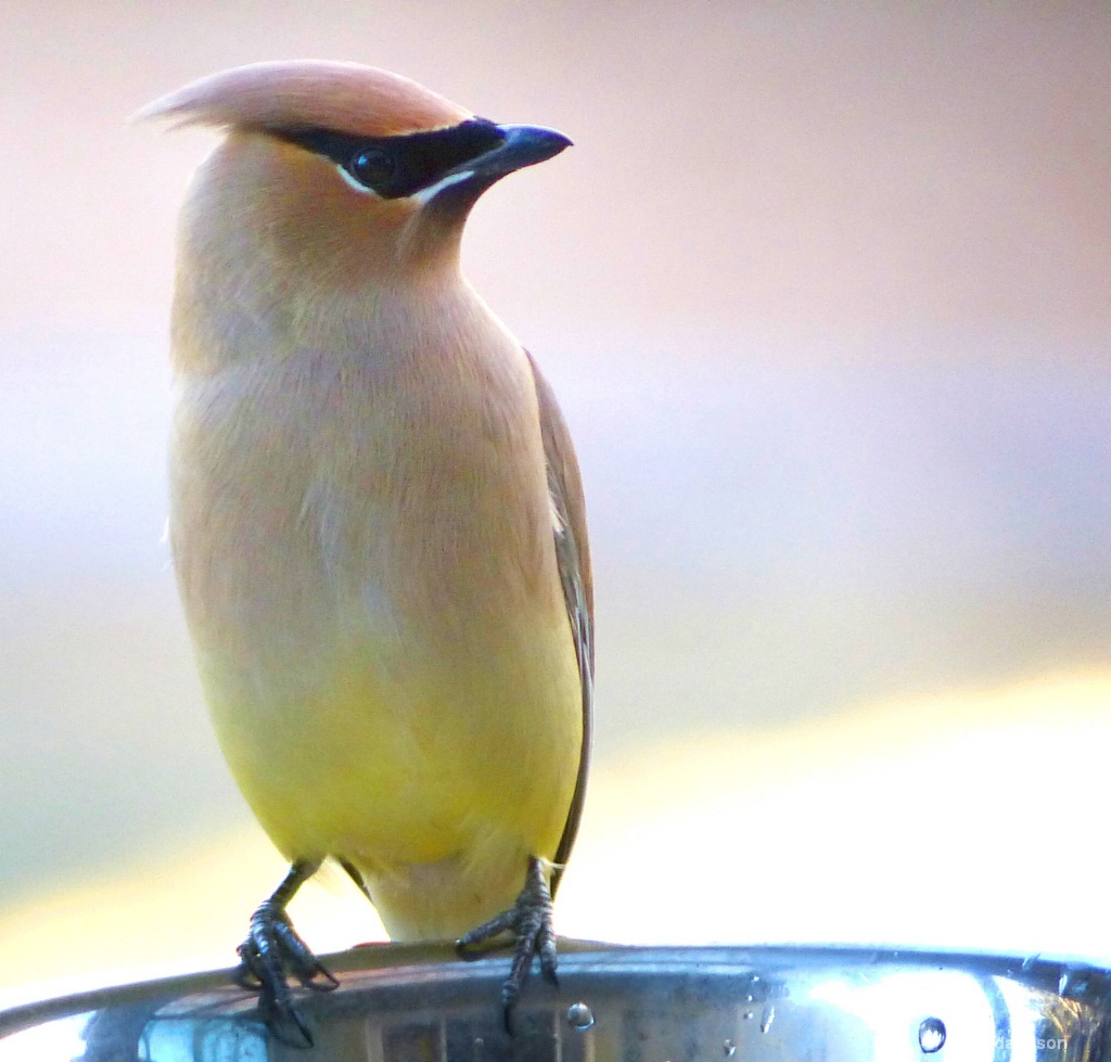 Cedar Waxwing