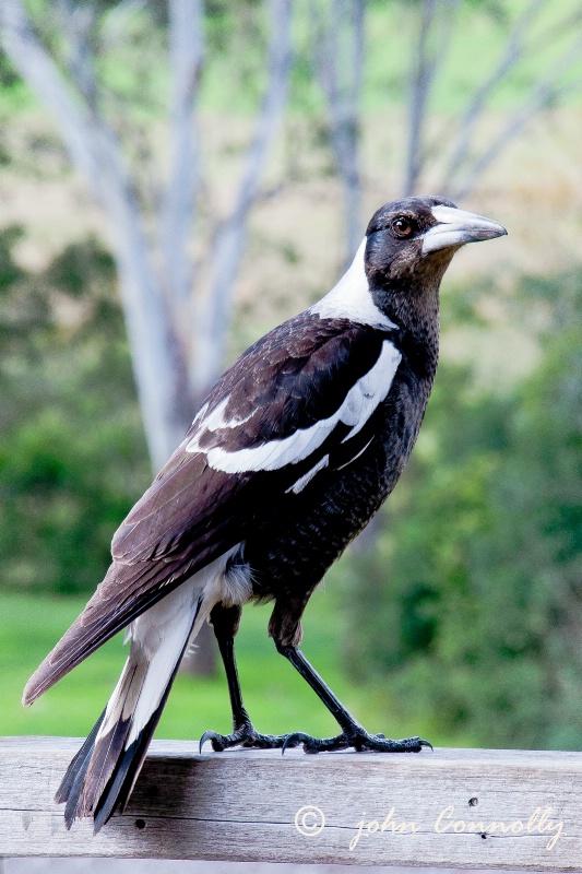 Our Magpie
