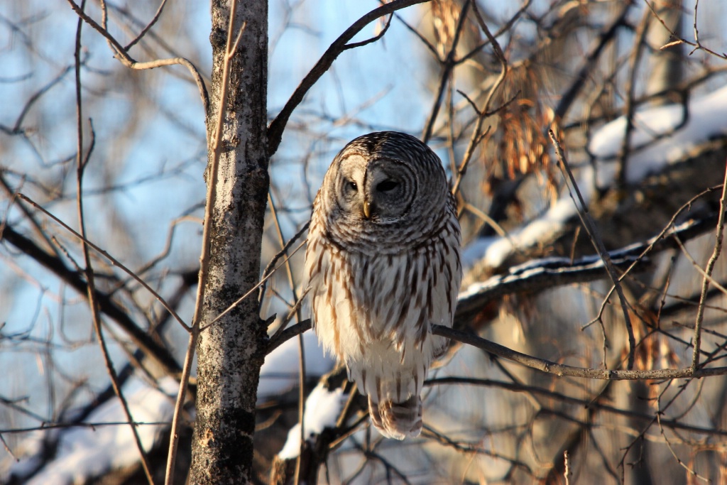 Barred owl in winter woods