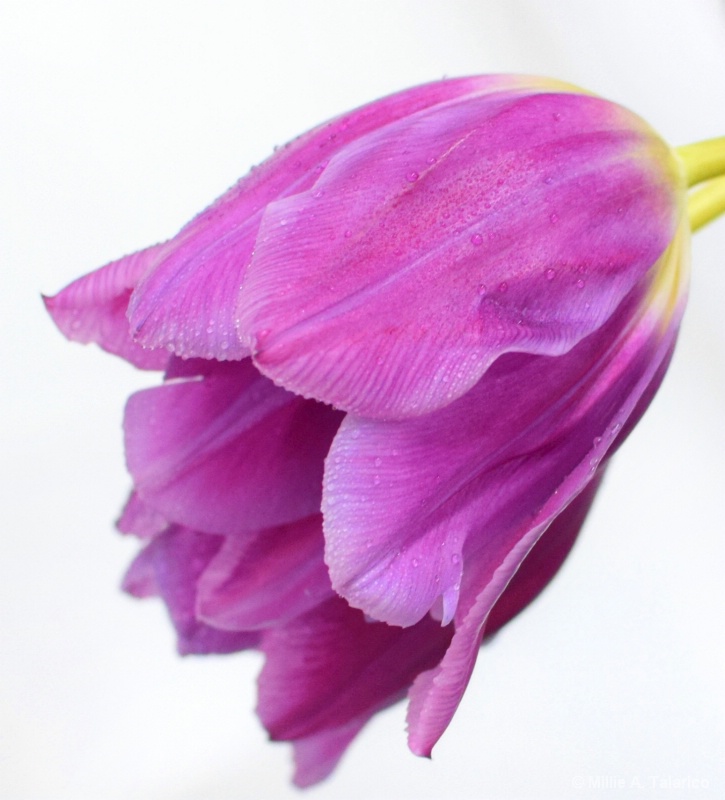 Purple Tulip