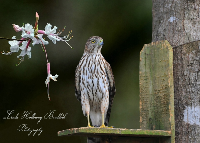 Cooper's Hawk 2