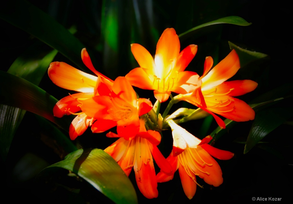 OrangeBurst - ID: 15298199 © Alice Kozar