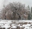 Yosemite Oaks