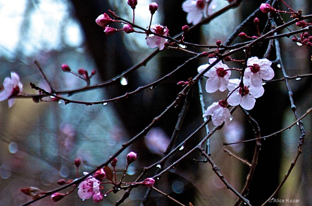 Water Droplets Bloom with Cherry Petals