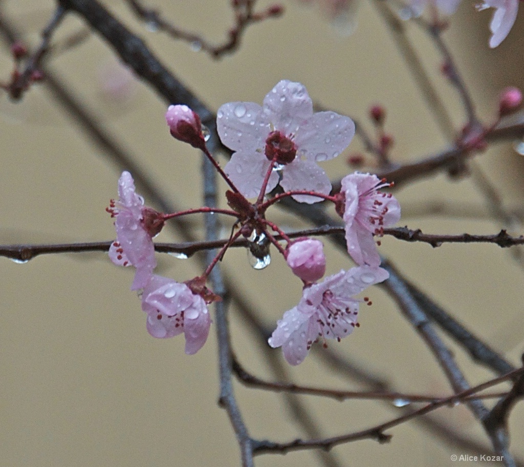 Rain Kissed Cherry Blossoms