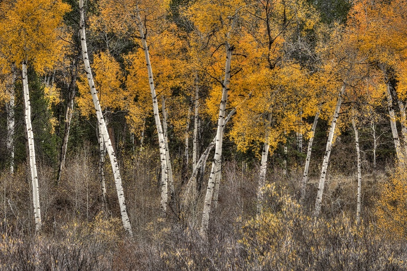 Aspens