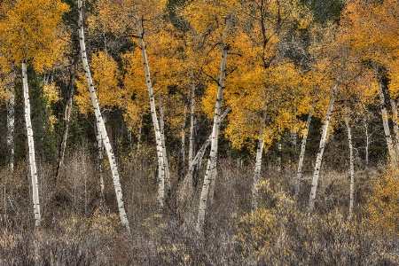 Aspens