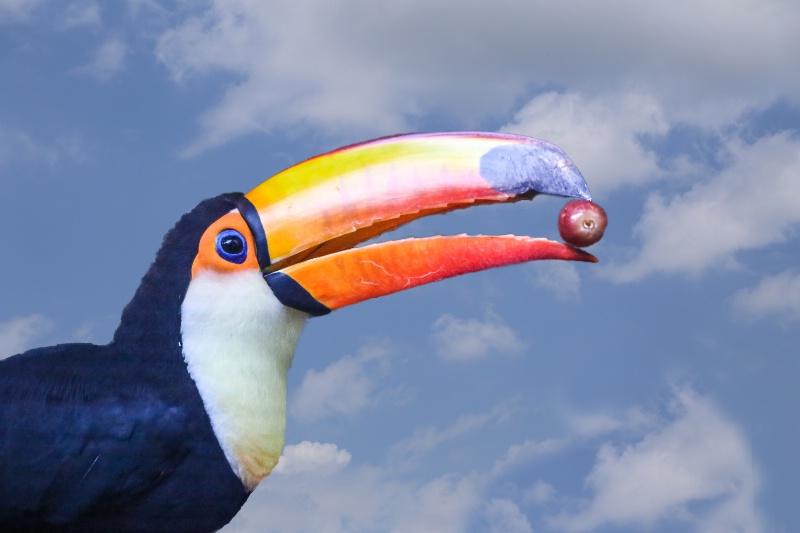 Toco, Toucan