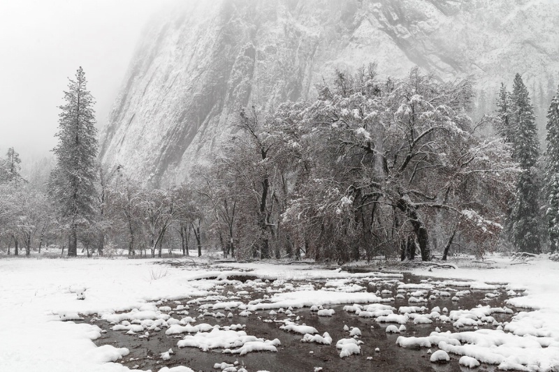 Winter Oaks In Yosemite Valley