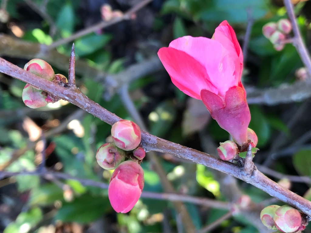 January Surprise -  Quince Buds