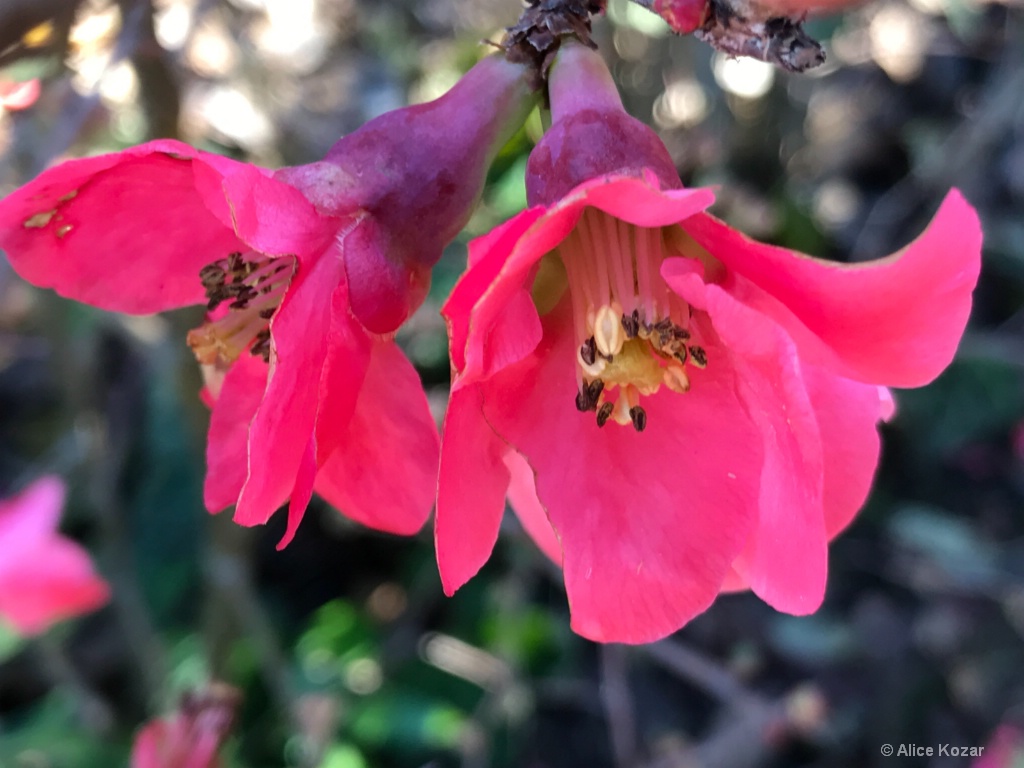 January Surprise - Paired Quince Blossoms - ID: 15298472 © Alice Kozar