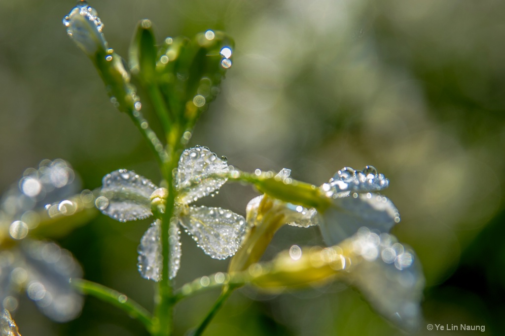 nature of flowers 