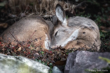 A Deer Asleep