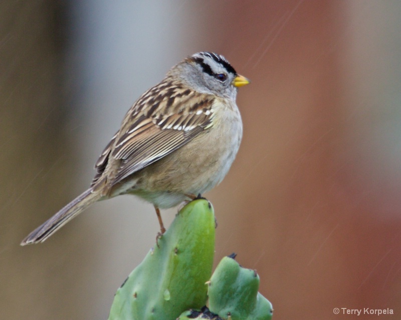 White-crowned Sparrow in the rain