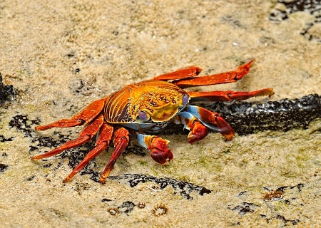 Curious Colorful Crab