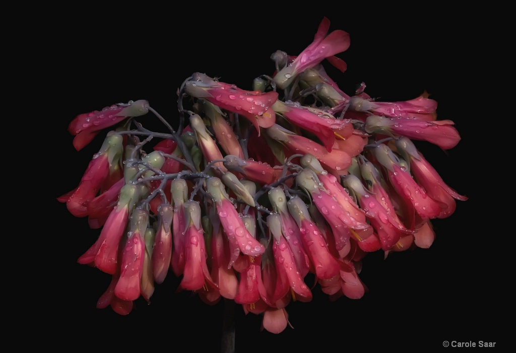 Rain drops on Lipstick Plant