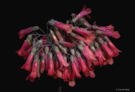 Rain drops on Lipstick Plant