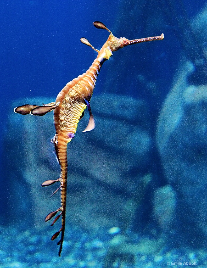 Leafy Sea Dragon