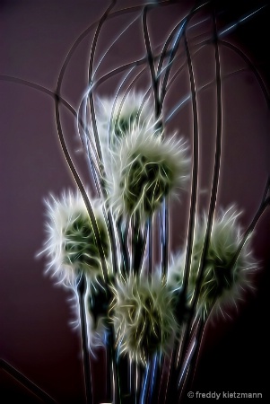 Teasels  at Twilight 