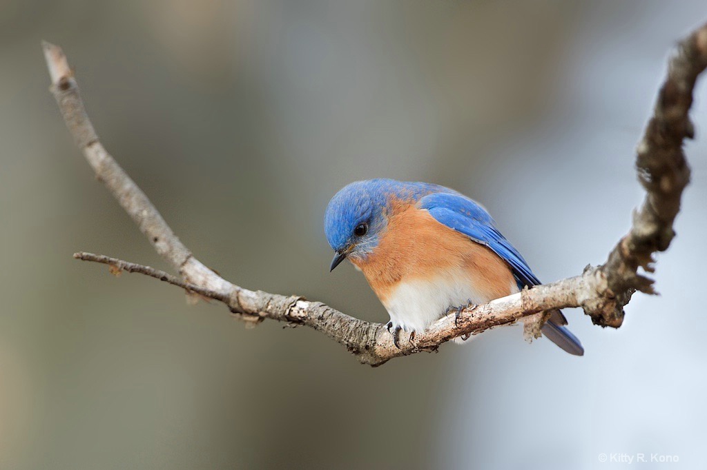 Bluebird on a Trapeze