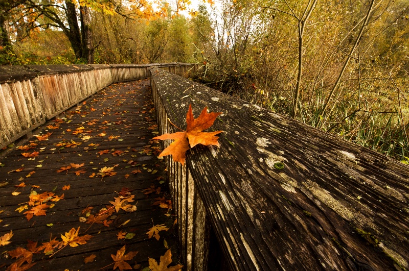 Boardwalk