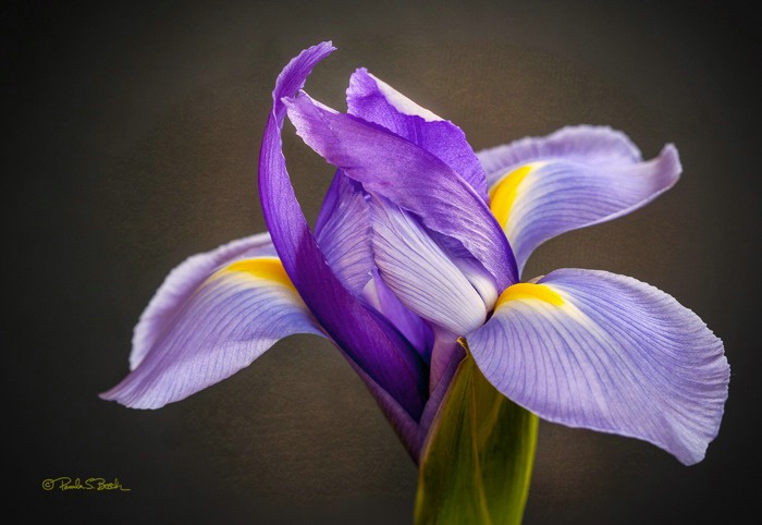 Iris Blooming - ID: 15298948 © Pamela Bosch