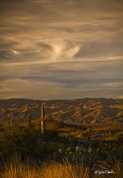 Saguaro National Park Sunset - ID: 15298967 © Pamela Bosch