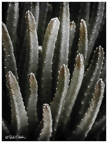 Euphorbia - ID: 15298968 © Pamela Bosch
