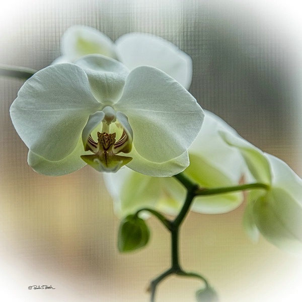 Orchid 2 - ID: 15298987 © Pamela Bosch