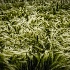 © Pam Bosch PhotoID # 15298992: Wild Grass Meadow