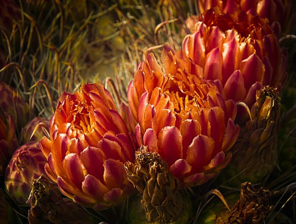 Compass Barrel Cactus - ID: 15299003 © Pamela Bosch