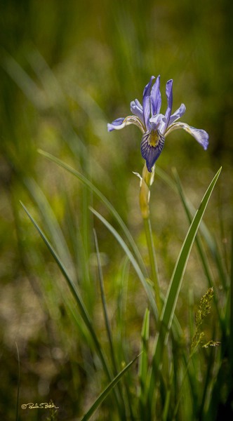 Wild Mountain Iris - ID: 15299013 © Pamela Bosch
