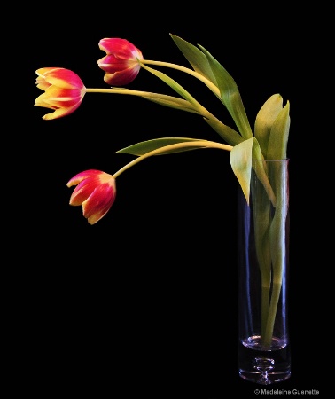 Tulips