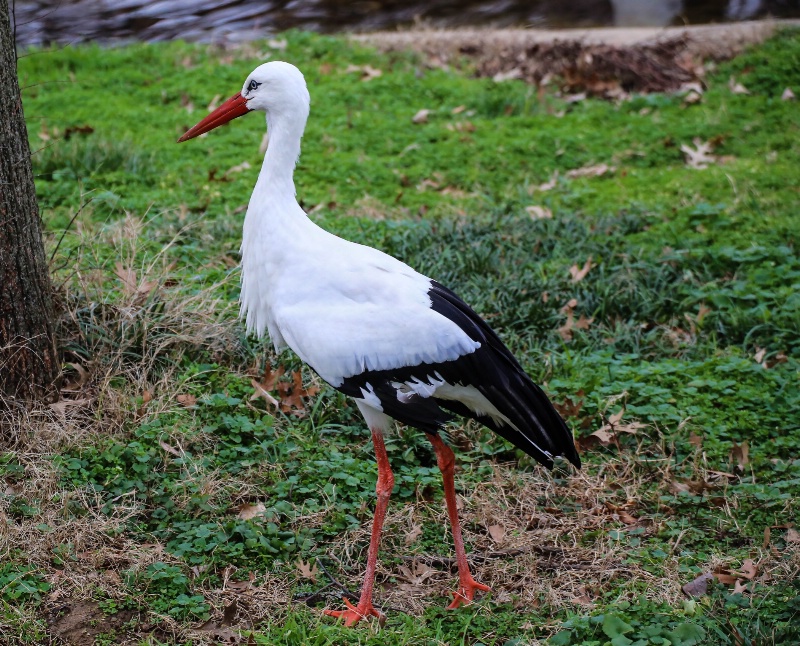 European white stork