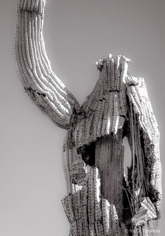 Headless Horseman  Saguaro National Park 2014