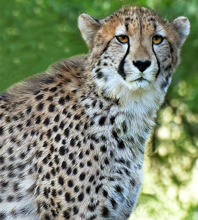 One Year Old Cheetah Cub